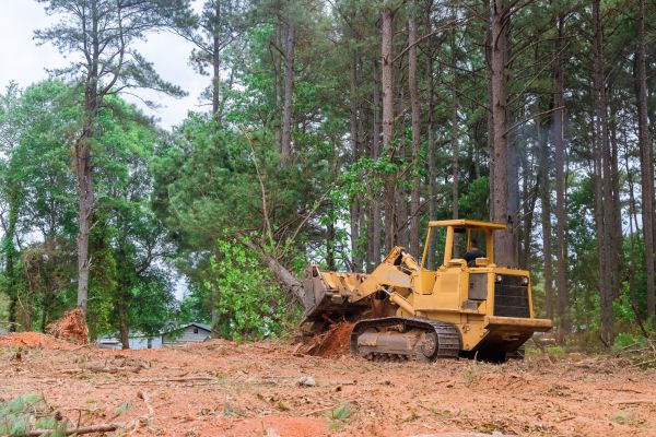 Trees Clearing in League City