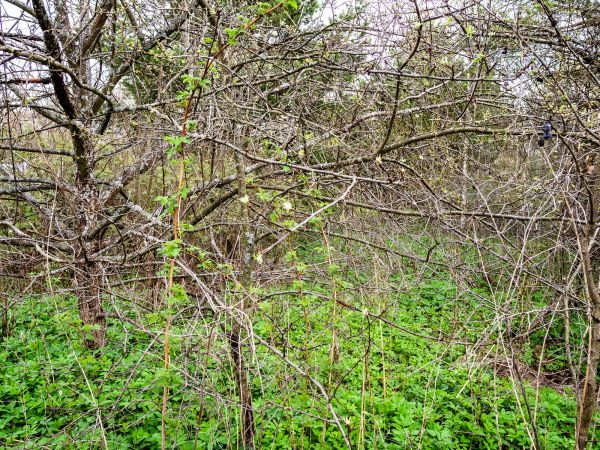 Underbrush Clearing in League City