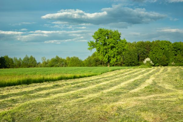 Cost of Vegetation Removal in League City