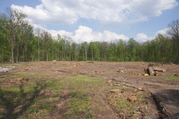 Cost of Pasture Clearing in League City