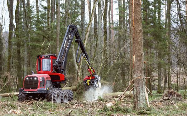 Cost of Forest Clearance Service in League City