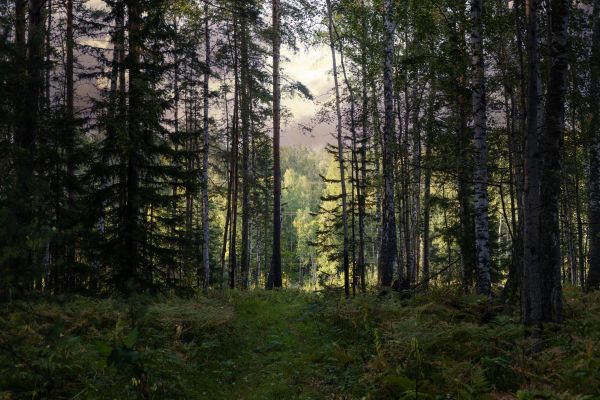 Cost of Pine Tree Clearing in League City