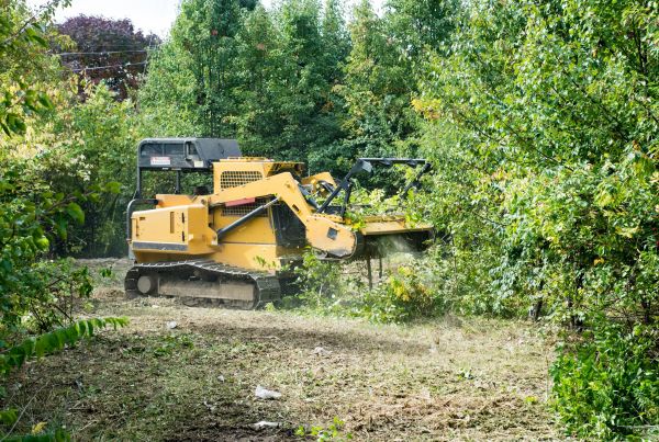 Cost of Pathway Clearing in League City