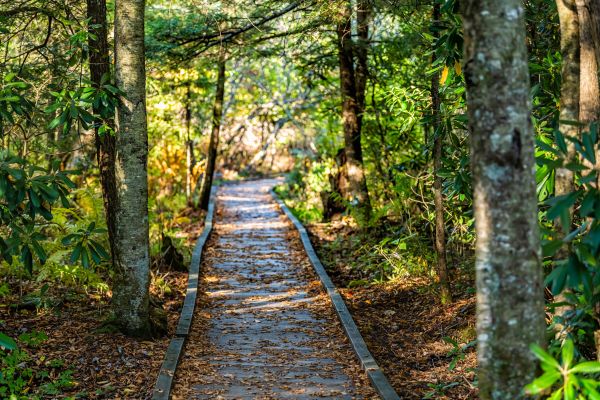 Cost of Trail Clearing in League City