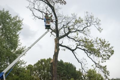 Tree removal specialists